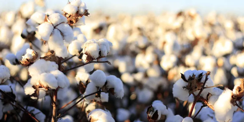 CAI Projects 7% Increase in Cotton Acreage for 2026 Crop Season